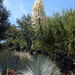 Chaparral Yucca - Photo (c) The Ruth Bancroft Garden, some rights reserved (CC BY-NC)