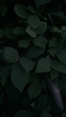 Rubus phoenicolasius