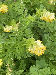 Angiospermae
