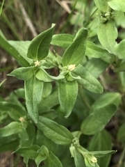 Spigelia hedyotidea