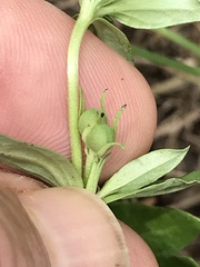Spigelia hedyotidea