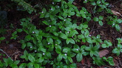 Lysimachia latifolia