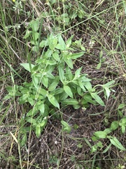 Spigelia hedyotidea