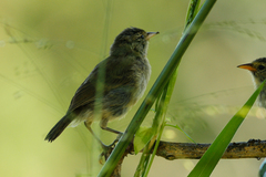 Certhidea fusca