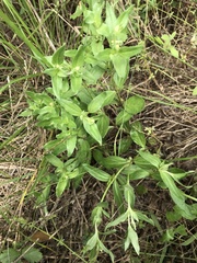 Spigelia hedyotidea