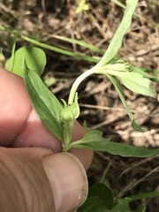 Spigelia hedyotidea