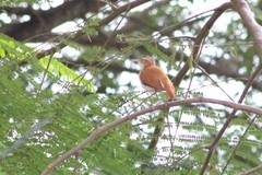 Furnarius leucopus cinnamomeus