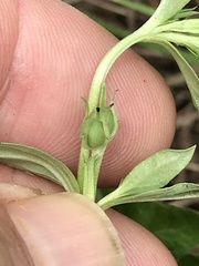 Spigelia hedyotidea