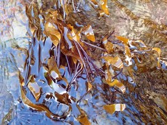 Laminaria sinclairii