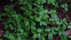 Lysimachia latifolia