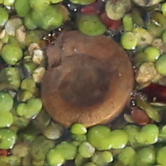 Planorbarius corneus