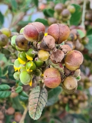 Davilla elliptica