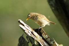Certhidea fusca