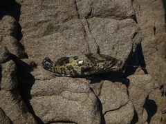 Epinephelus coioides