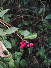 Ardisia japonica