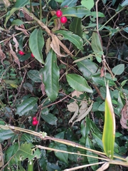 Ardisia japonica