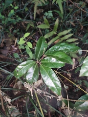 Ardisia japonica