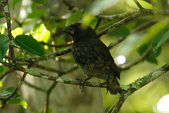 Platyspiza crassirostris