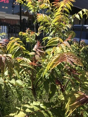 Ailanthus altissima