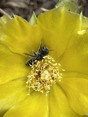 Lithurgopsis gibbosa