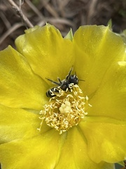 Lithurgopsis gibbosa