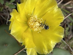 Lithurgopsis gibbosa