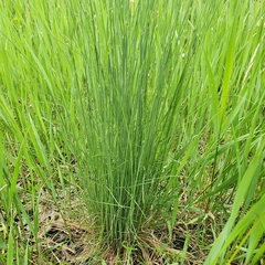 Festuca rupicola