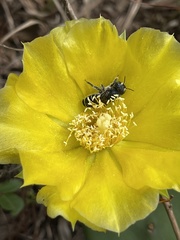 Lithurgopsis gibbosa