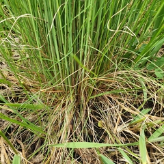 Festuca rupicola