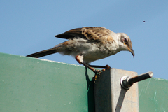 Mimus melanotis