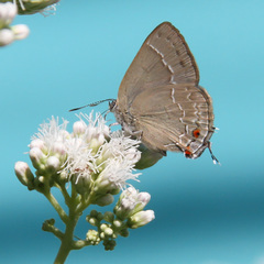 Contrafacia catharina