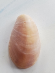 Crepidula fornicata image