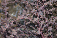 Euphorbia amplexicaulis