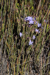 Roella triflora