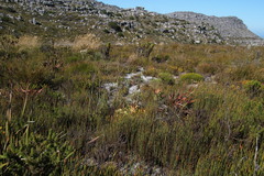 Lichtensteinia lacera