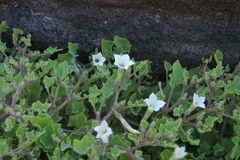 Exodeconus miersii