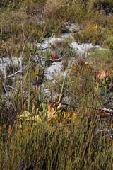 Lichtensteinia lacera