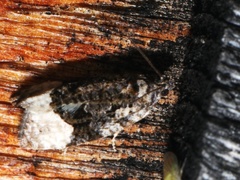Apotomis capreana
