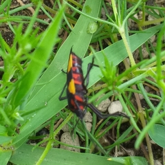 Oncopeltus orourkeae