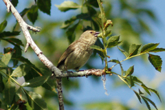 Camarhynchus parvulus