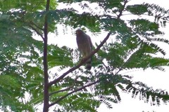 Rupornis magnirostris