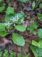 Solanum pumilum