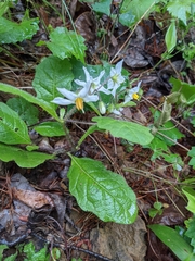 Solanum pumilum