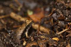 Physalaemus ephippifer