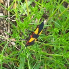 Oncopeltus orourkeae