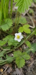 Fragaria vesca americana