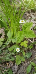 Fragaria vesca americana
