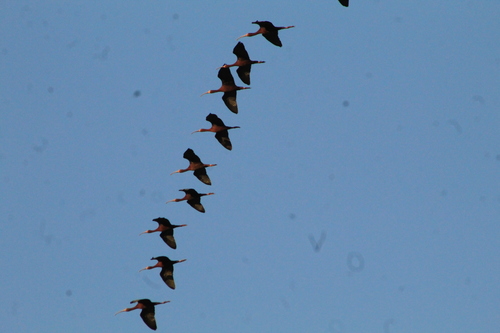 White-faced Ibis, photo 9 of 9