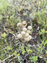 Physaria engelmannii