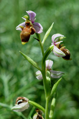 Ophrys scolopax apiformis